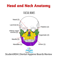 Which of the following bones of the skull is considered a facial bone?
