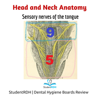 Q: The senses of the anterior third of the tongue are provided by which cranial nerve?