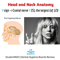 Q: What is the largest cranial nerve?