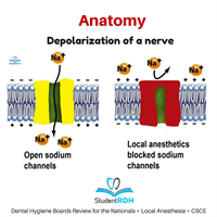 Q: What happens in the depolarization of a nerve?