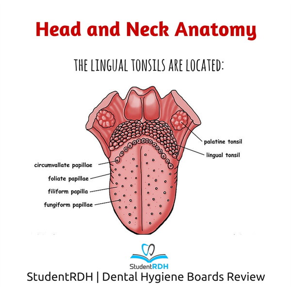 Q: Where are the lingual tonsils located?
