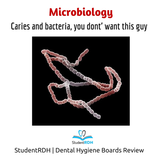 Q: Which bacteria are mainly involved in caries formation?