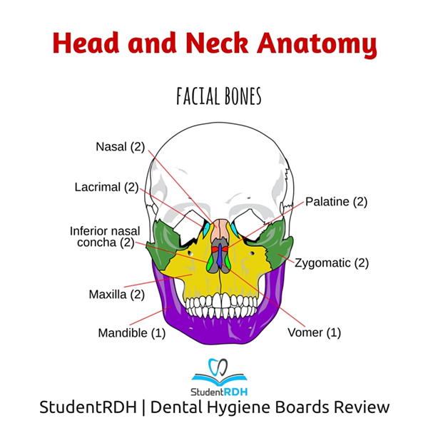 Q: Which of the following is a facial bone?