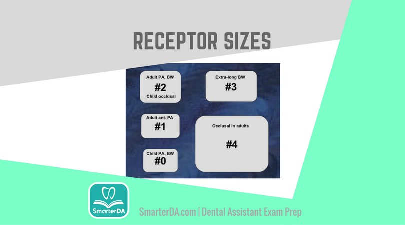 Q: The receptor size usually required for a full-mouth series on a six-year-old patient is: